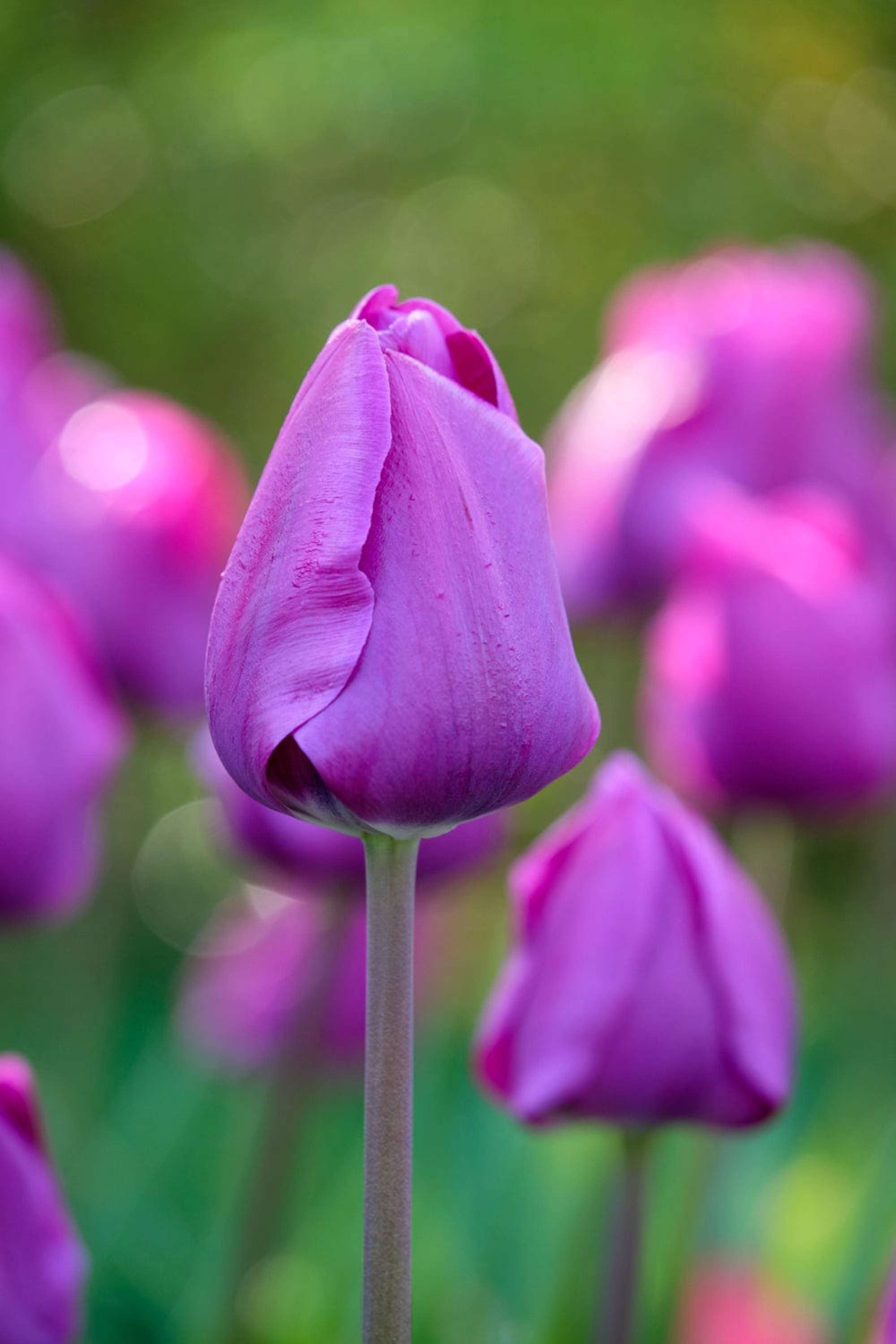 Tulpe 'Negrita'